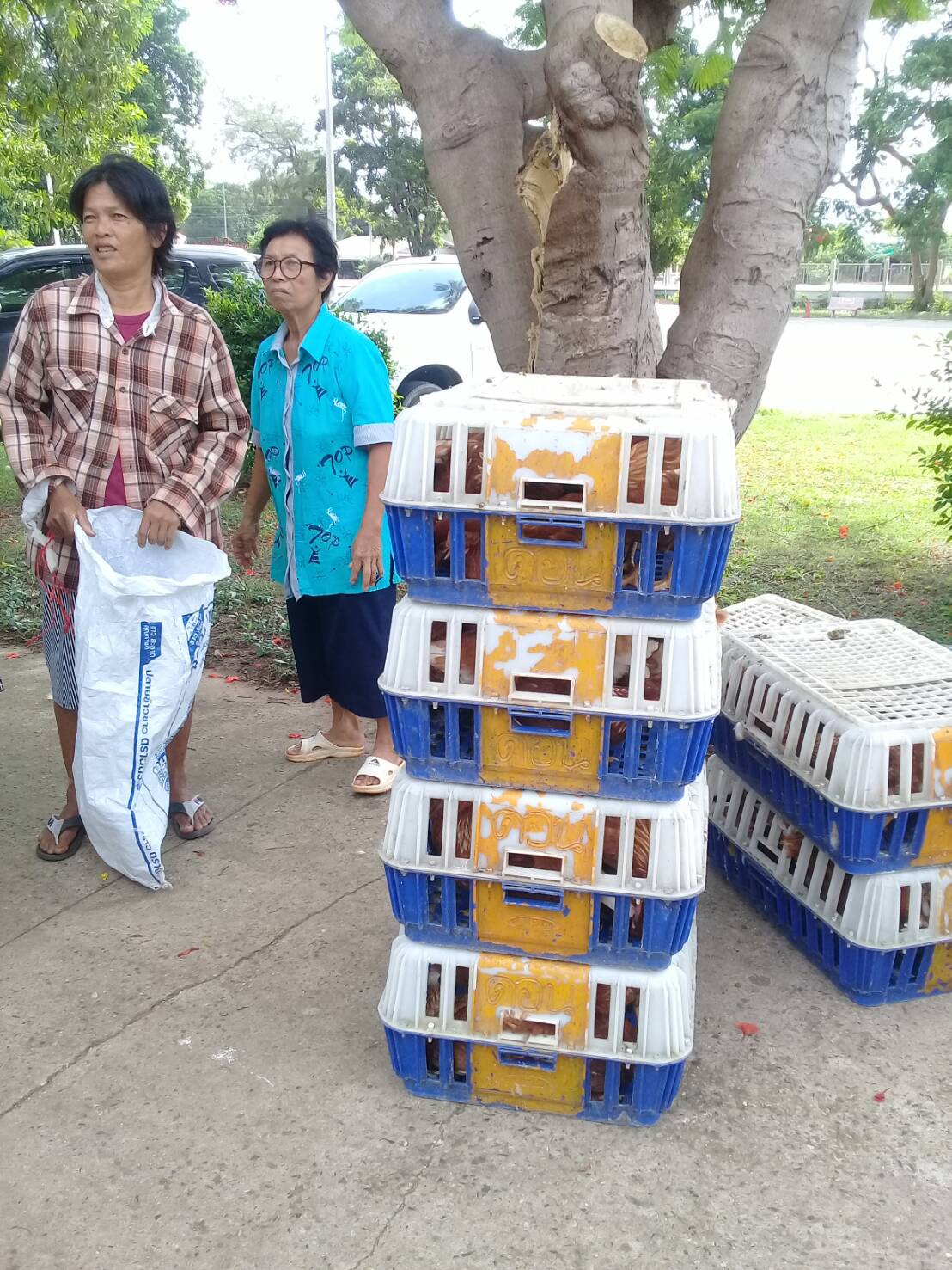 โครงการยกระดับรายได้ครัวเรือนตกเกณฑ์ จปฐ. ปี 2560(482 ครัวเรือน): งบประมาณตามแผนพัฒนาจังหวัดปราจีนบุรี ประจำปีงบประมาณ พ.ศ. 2562