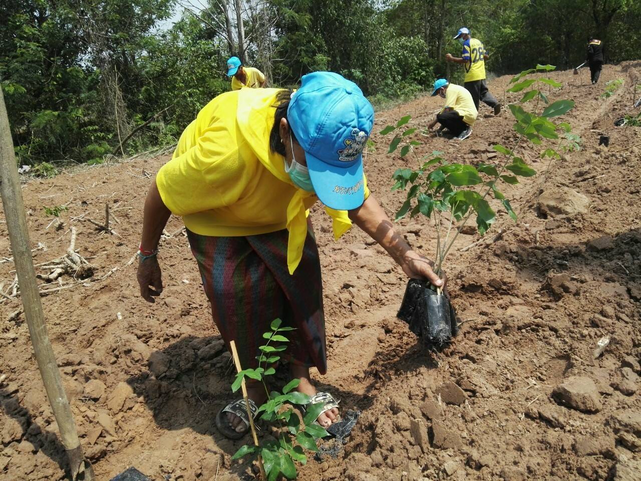 โครงการปลูกป่าเฉลิมพระเกียรติ เนื่องในโอกาสมหามงคลพระราชพิธีบรมราชาภิเษก ครบรอบ 1 ปี ของพระบาทสมเด็จพระปรเมนทรรามาธิบดีศรีสินทรมหาวชิราลงกรณ พระวชิรเกล้าเจ้าอยู่หัว