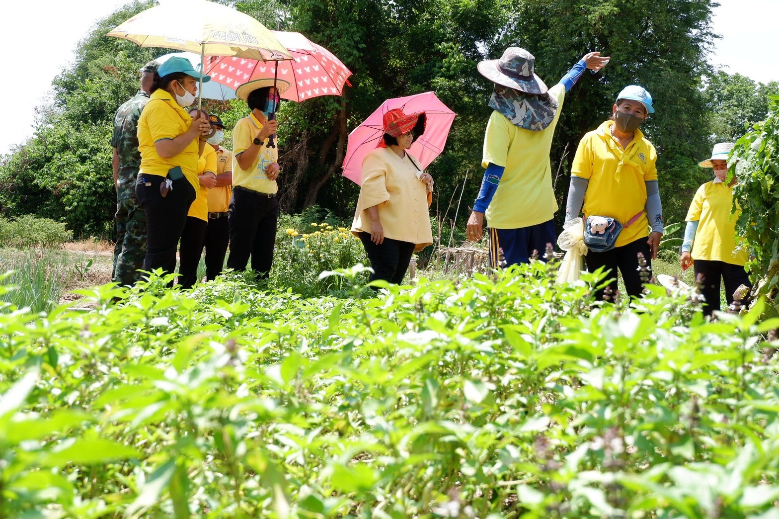 ติดตามการดำเนินงานโครงการตามแผนปฏิบัติการ 90 วัน “ปลูกพืชผักสวนครัว เพื่อสร้างความมั่นคงทางอาหาร” ของอำเภอศรีมโหสถ