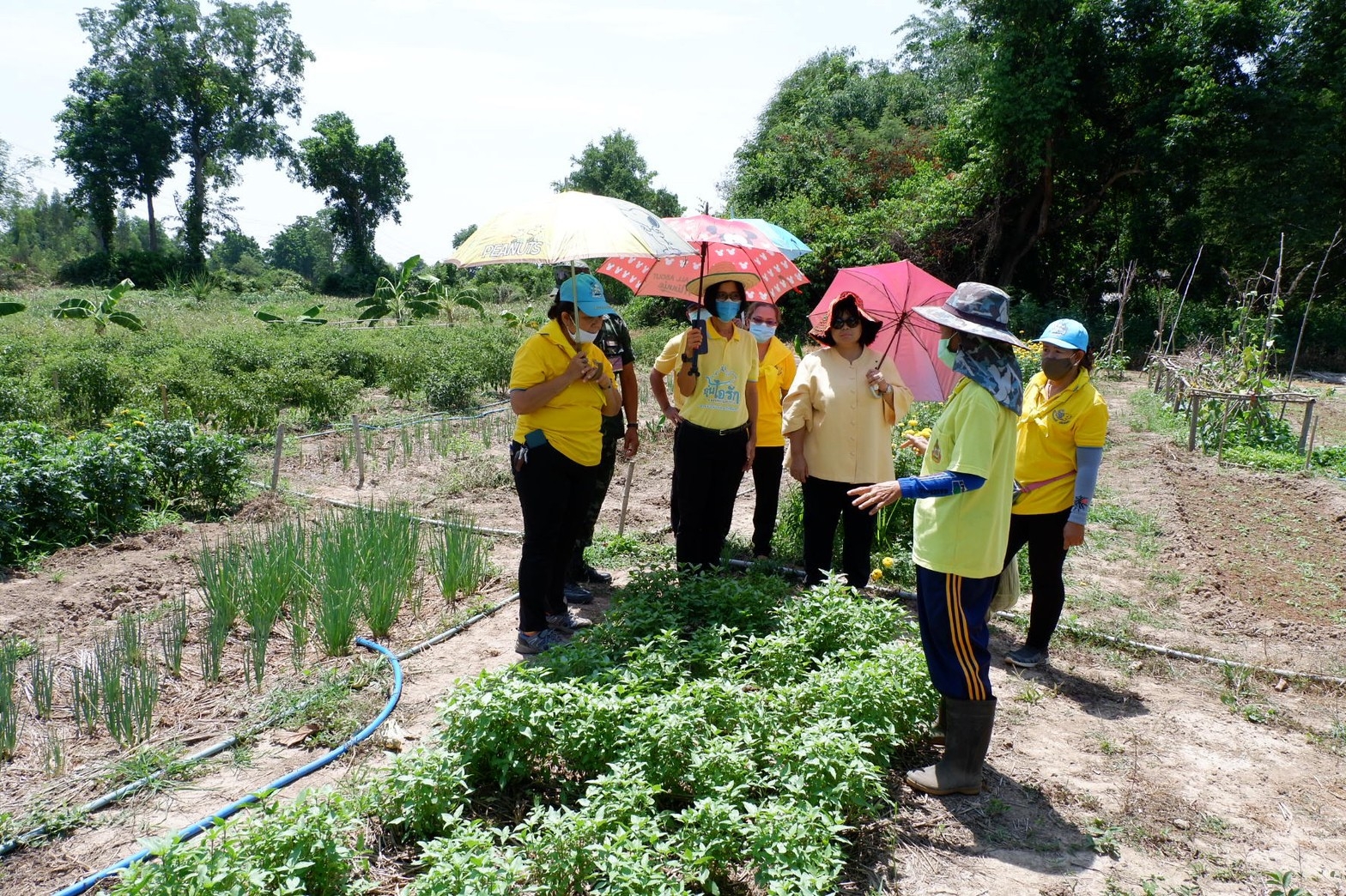 ติดตามการดำเนินงานโครงการตามแผนปฏิบัติการ 90 วัน “ปลูกพืชผักสวนครัว เพื่อสร้างความมั่นคงทางอาหาร” ของอำเภอศรีมโหสถ