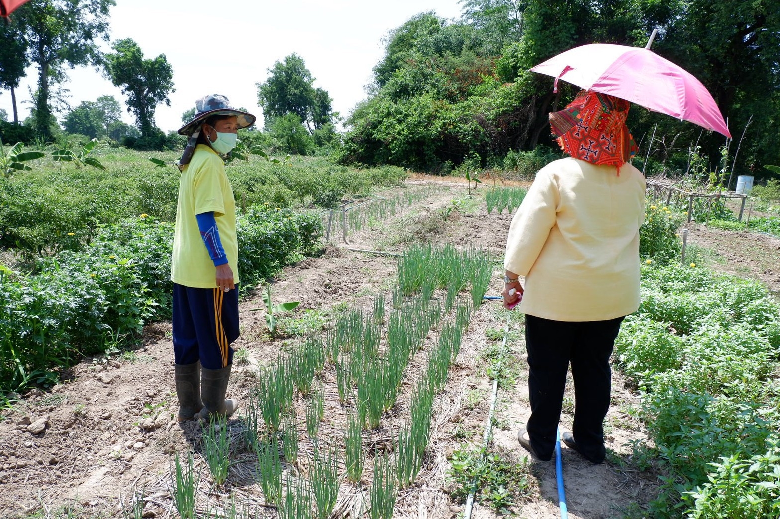 ติดตามการดำเนินงานโครงการตามแผนปฏิบัติการ 90 วัน “ปลูกพืชผักสวนครัว เพื่อสร้างความมั่นคงทางอาหาร” ของอำเภอศรีมโหสถ