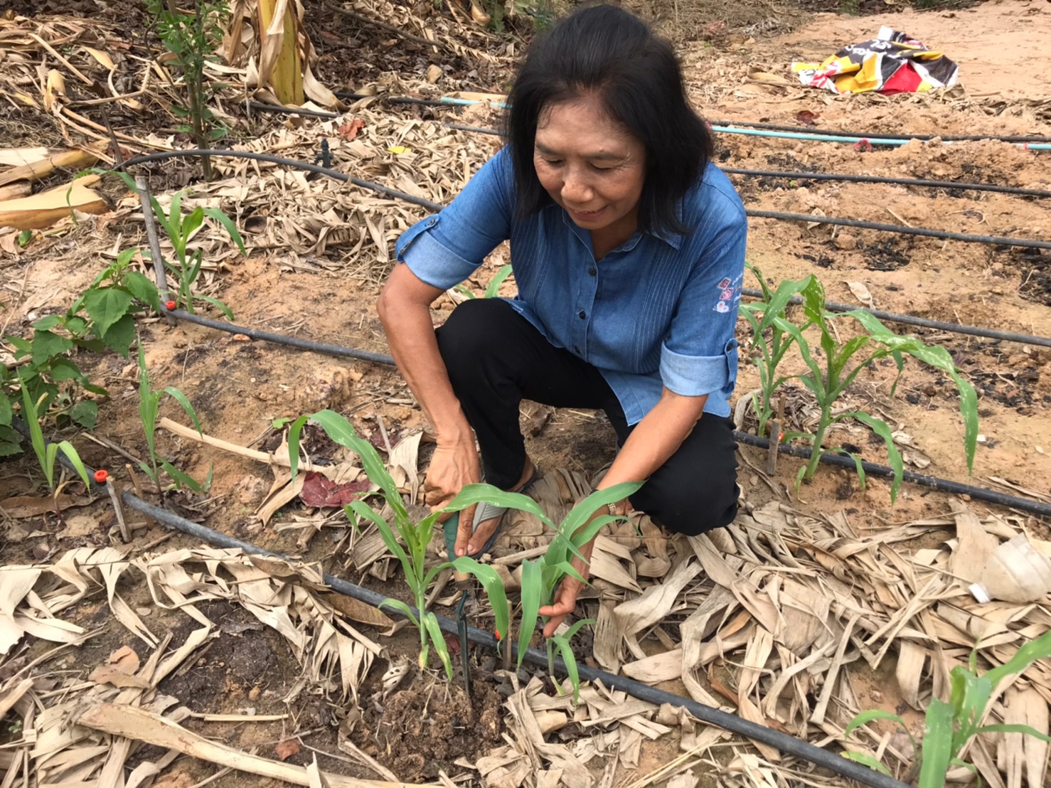 ติดตามการดำเนินงานโครงการพัฒนากสิกรรมสู่ระบบเศรษฐกิจพอเพียง : กิจกรรมเอามื้อสามัคคี โคก หนอง นา โมเดล หิ้วปิ่นโตไปเอามื้อสามัคคี ถือจอบเสียมไปพลิกฟื้นแผ่นดิน