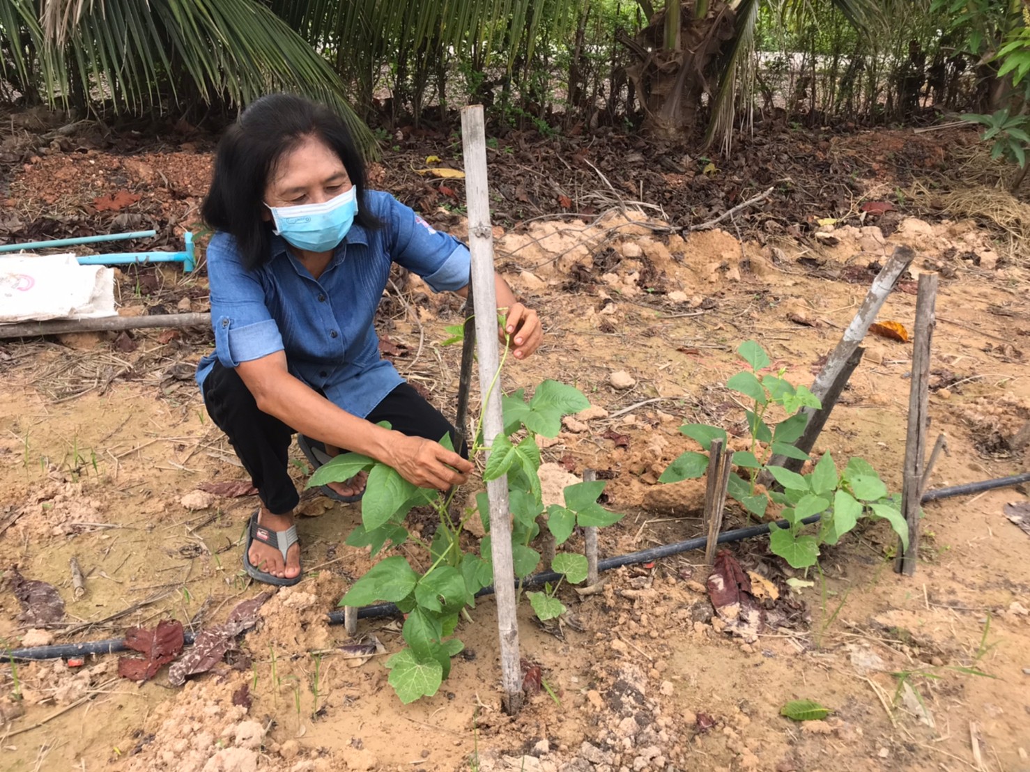 ติดตามการดำเนินงานโครงการพัฒนากสิกรรมสู่ระบบเศรษฐกิจพอเพียง : กิจกรรมเอามื้อสามัคคี โคก หนอง นา โมเดล หิ้วปิ่นโตไปเอามื้อสามัคคี ถือจอบเสียมไปพลิกฟื้นแผ่นดิน