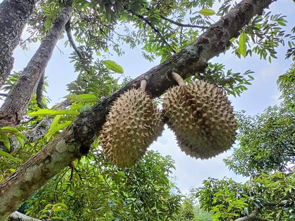 พช.ปราจีนบุรี นำผู้ตรวจราชการกรมการพัฒนาชุมชน เขตตรวจราชการที่ 9 กลุ่มจังหวัดภาคตะวันออก 2 ลงพื้นที่ตรวจติดตามประเด็นตรวจราชการ การขจัดความยากจนและพัฒนาคนทุกช่วงวัยอย่างยังยืนตามหลักปรัชญาเศรษฐกิจพอเพียง (มิติด้านความเป็นอยู่) ณ ตำบลนนทรี อำเภอกบินทร์บุรี จังหวัดปราจีนบุรี